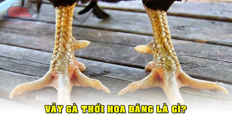 Vảy Gà Thới Hoa Đăng: Bí Quyết Chọn Chiến Kê Đẳng Cấp