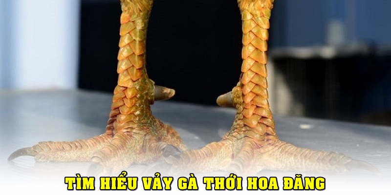 Vảy gà Thới Hoa Đăng là gì?