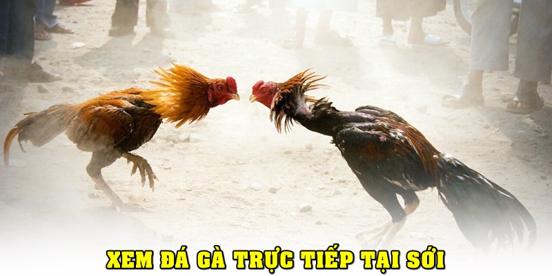 Trường hợp xem đá gà tại sới trực tiếp